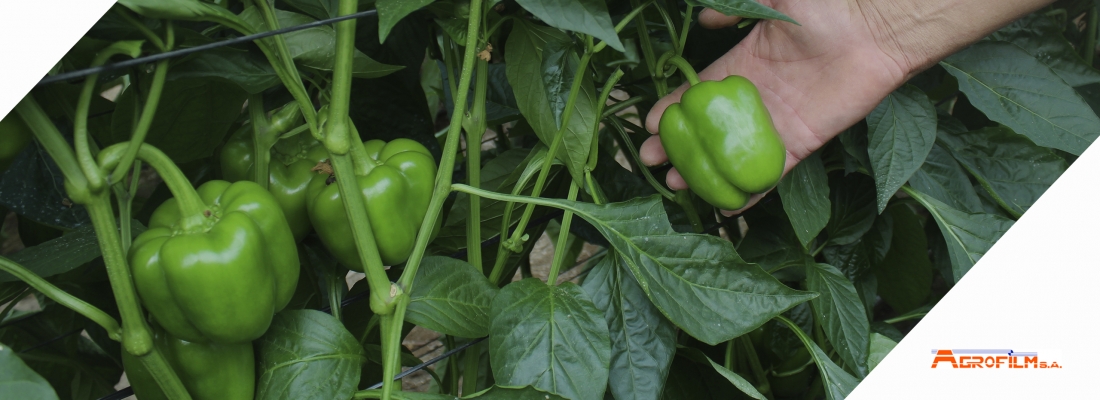 TUBOS PARA PIMIENTO